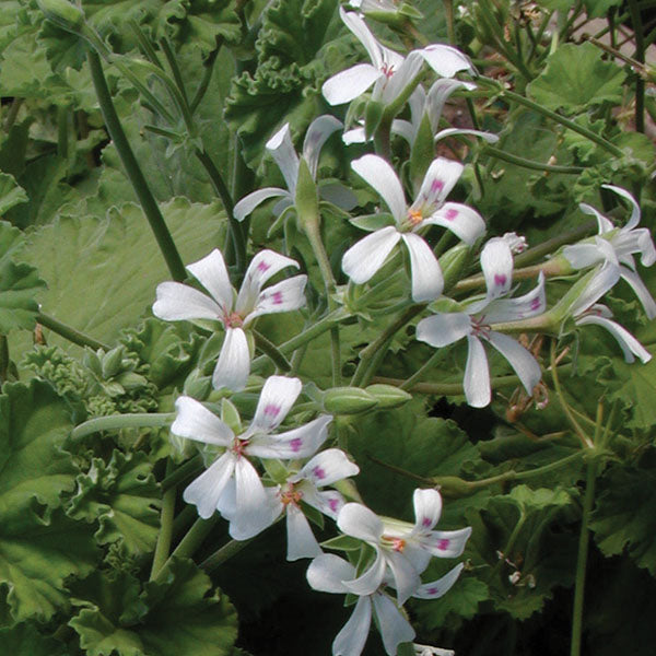 Geranium ‘Apple’ (Pelargonium hybrid)