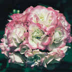 Geranium ‘Appleblossom Rosebud’ (Pelargonium hybrid)