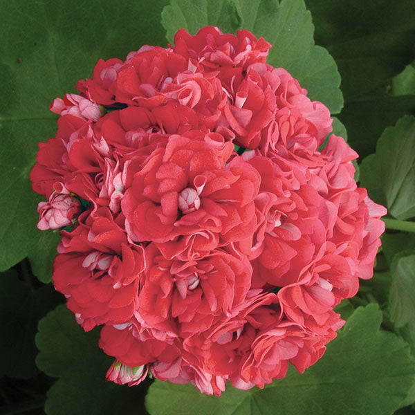 Geranium ‘Pink Rosebud’ (Pelargonium hybrid)