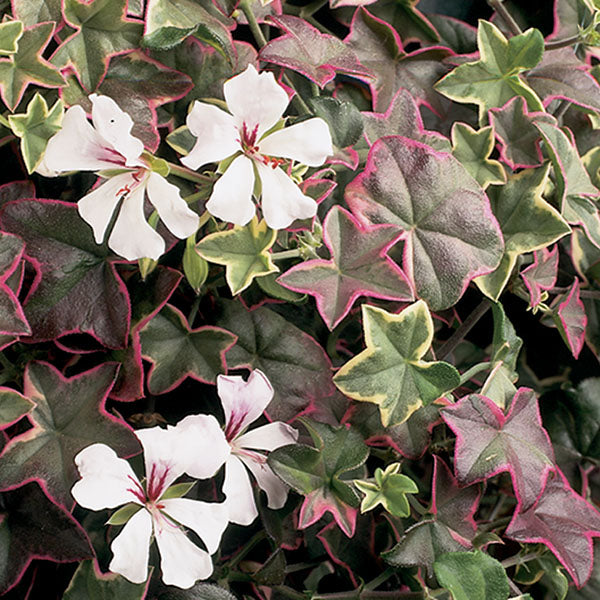 Geranium ‘Sunset Ivy’ (Pelargonium hybrid)