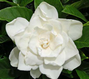 Gardenia ‘Coconut Magic’ PPAF (Gardenia jasminoides hybrid)