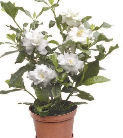 Gardenia ‘Fortuniana’ (Gardenia jasminoides)
