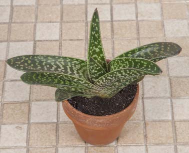 Gasteria ‘Ox Tongue’ (Gasteria verrucosa species)