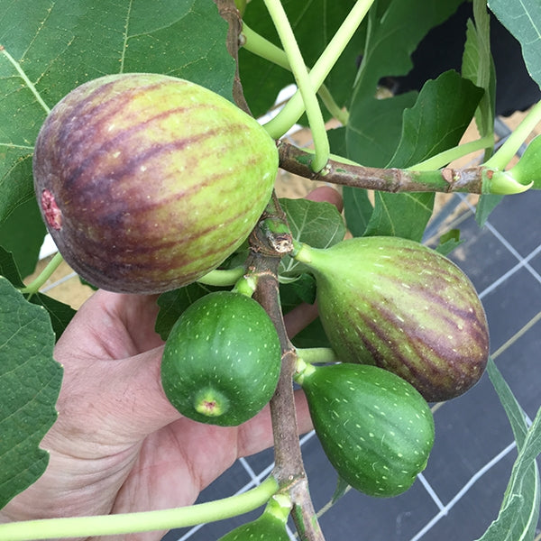 Fig ‘GE Neri’ (Ficus carica)