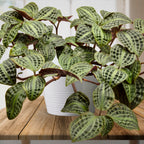 Seersucker Plant (Geogenanthus poeppigii)