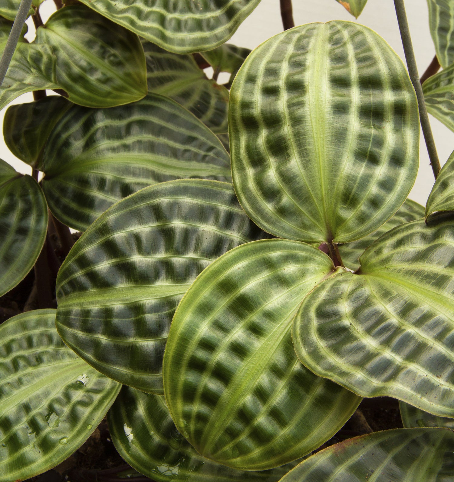 Seersucker Plant (Geogenanthus poeppigii)