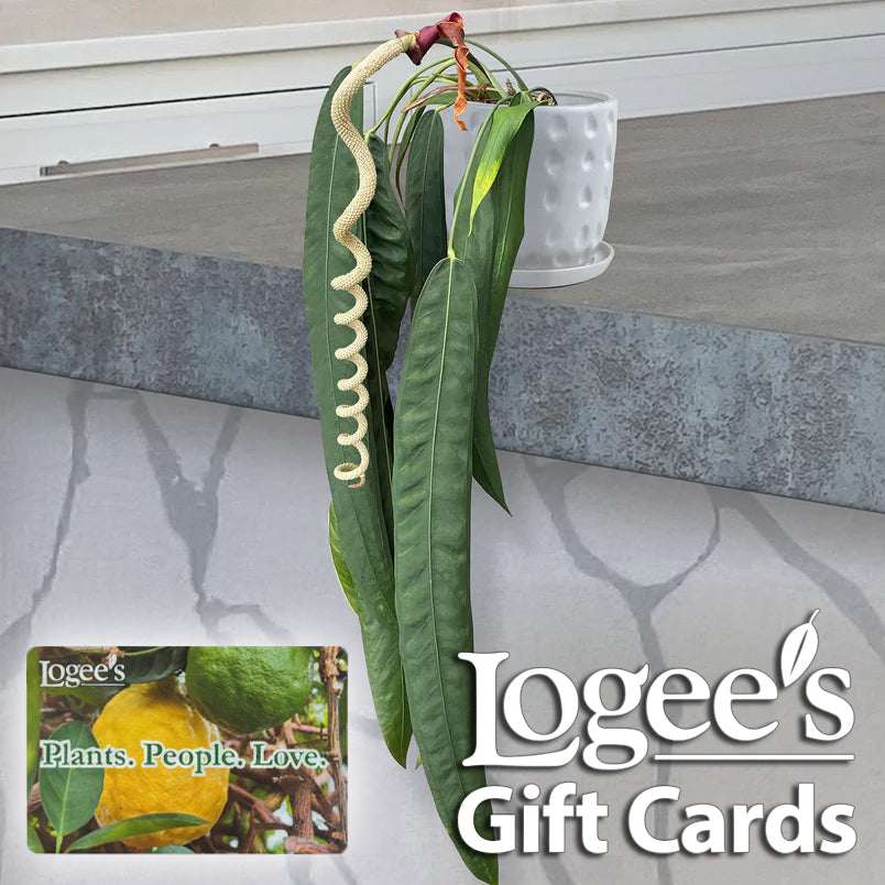 Buy a Logee's Gift Card!