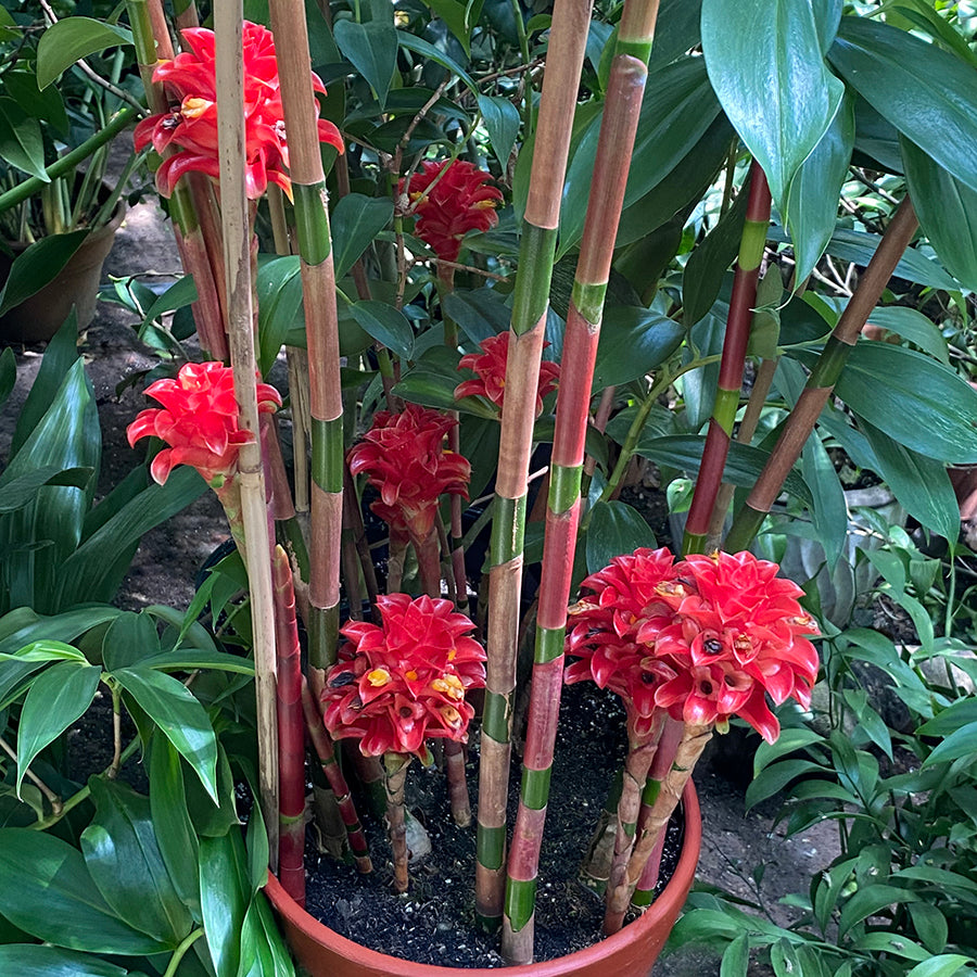 Indonesian Wax Ginger (Tapenochilus ananassae)