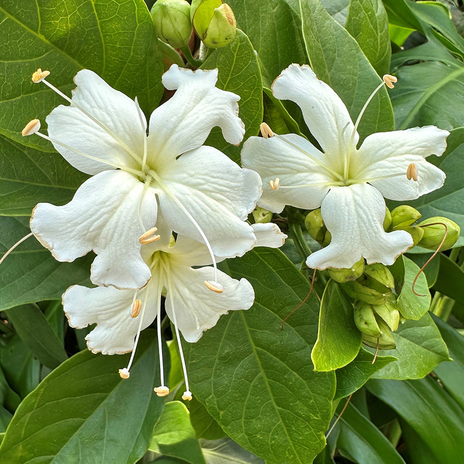 Glory Vine (Faradaya splendida)
