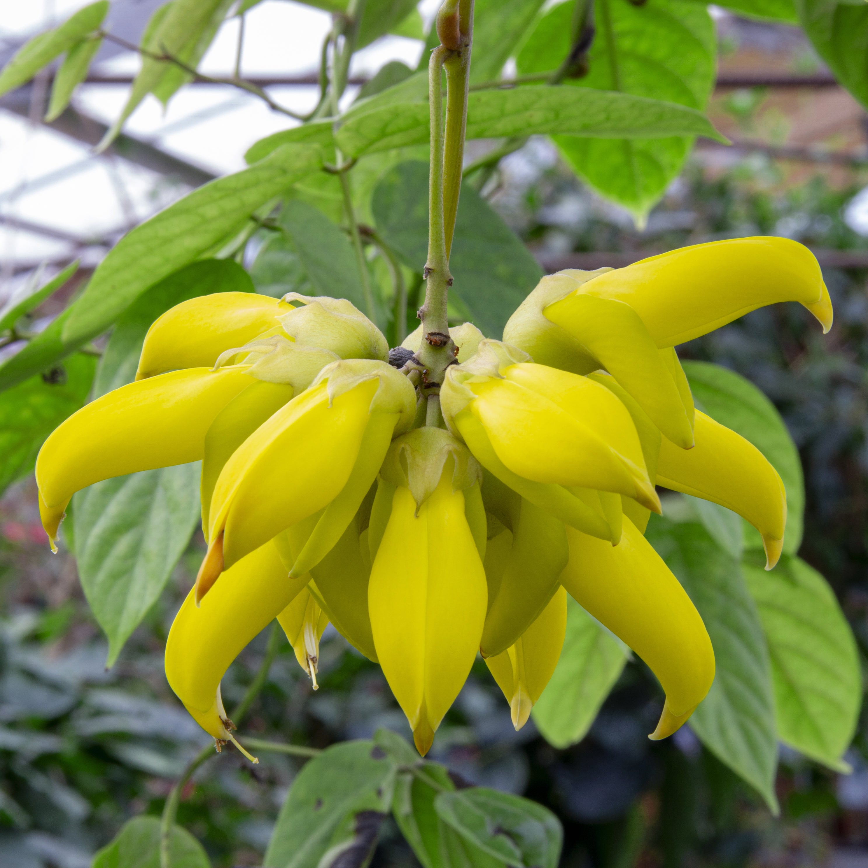Gold Jade Vine (Mucuna sloanei)