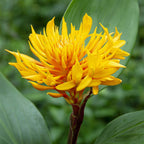 Golden Brush Ginger (Burbidgea scheizocheila)
