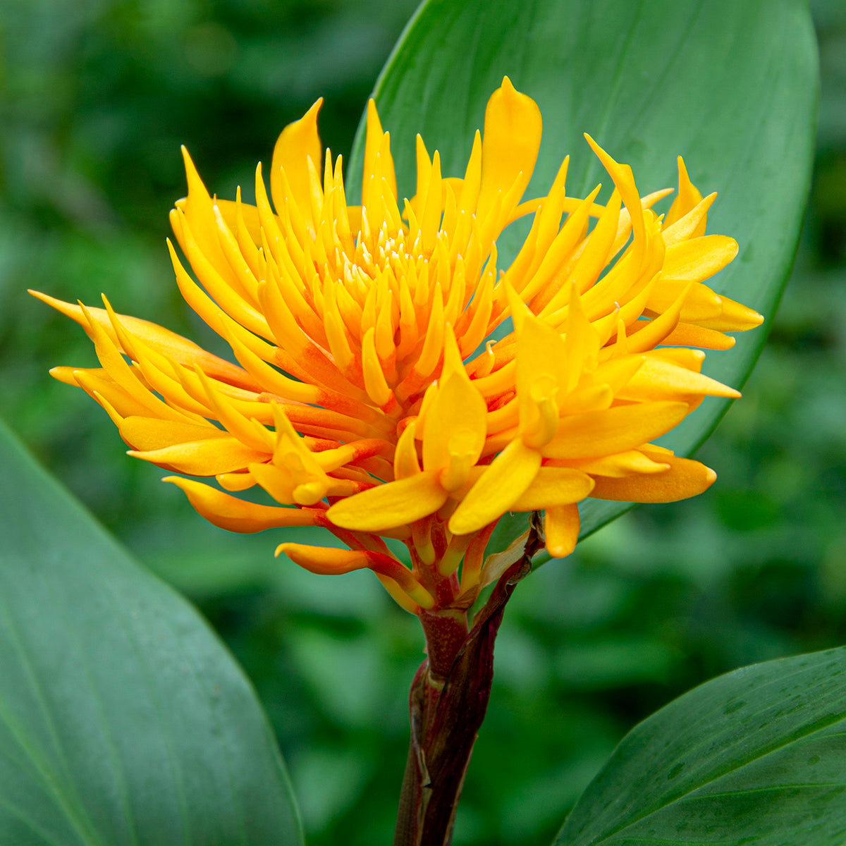 Golden Brush Ginger (Burbidgea scheizocheila)