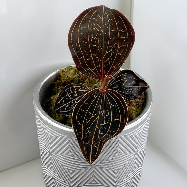 jewel osco house plants Anoectochilus chapaensis