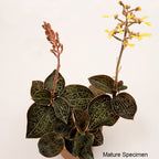 Golden Jewel Orchid (Anoectochilus chapaensis)