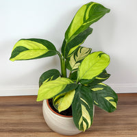 Golden Mosaic Plant (Calathea pilosa)