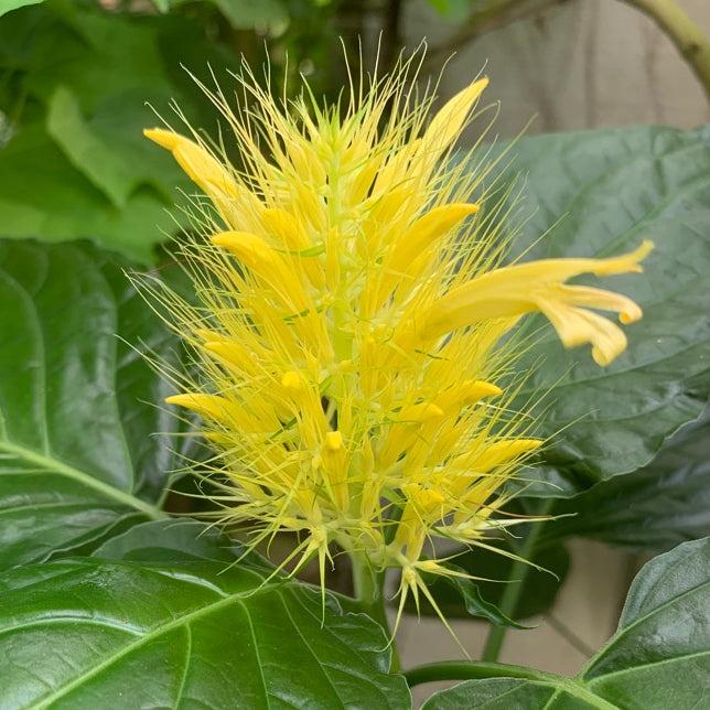 Golden Plume (Schaueria flavicoma)