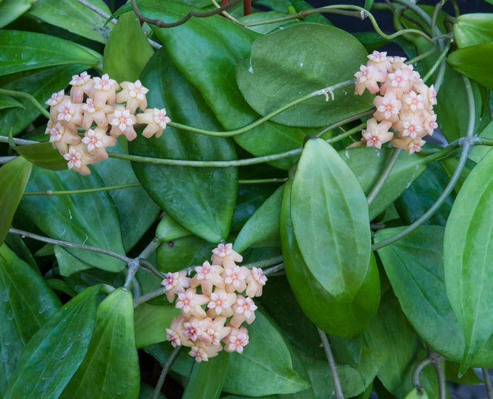 Golden Wax Plant (Hoya neo-ebudica)