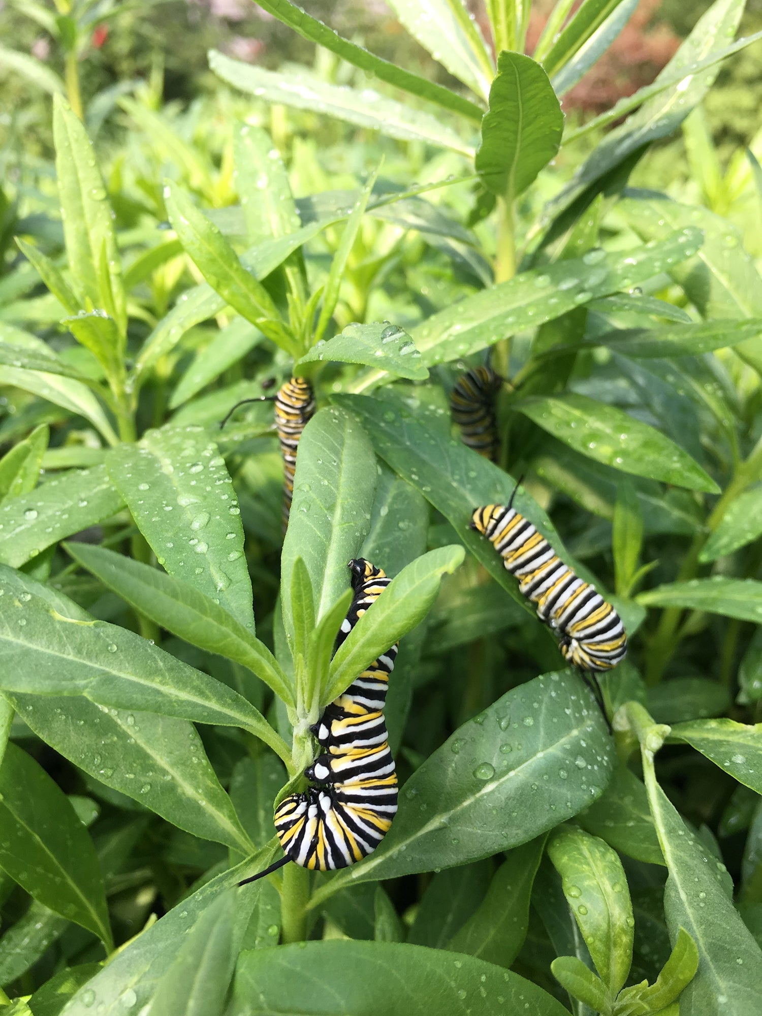 Balloon Plant (Gomphocarpus physocarpus)