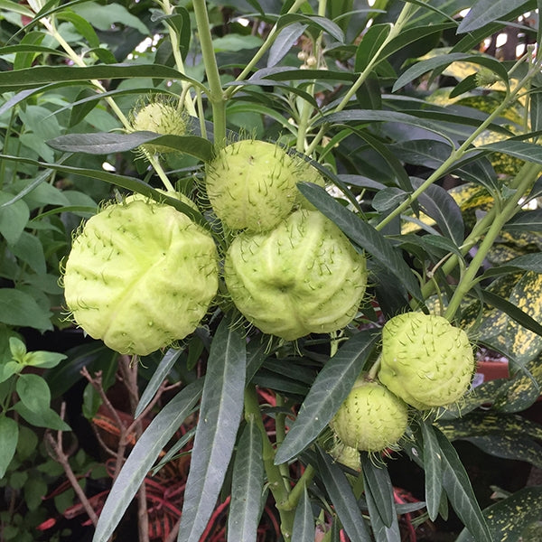 Balloon Plant (Gomphocarpus physocarpus)