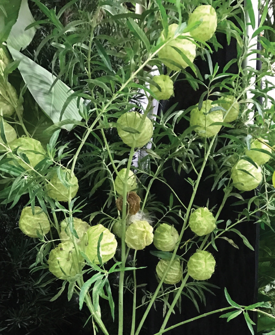 Balloon Plant (Gomphocarpus physocarpus)