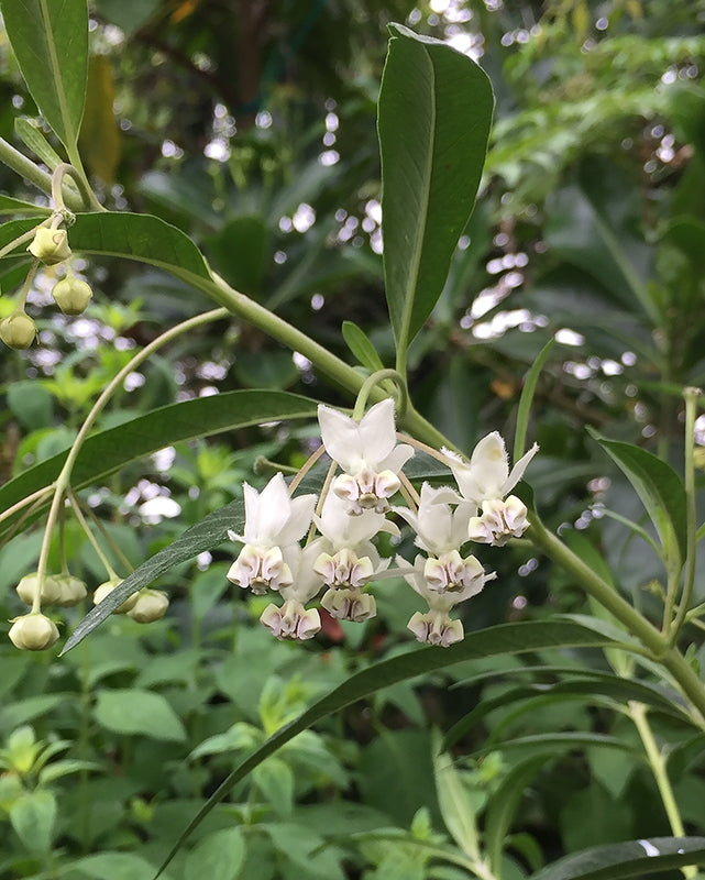 Balloon Plant (Gomphocarpus physocarpus)