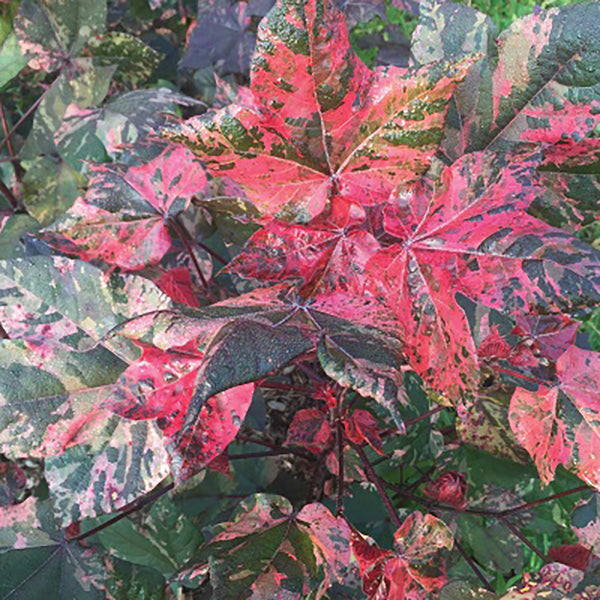 Red Variegated Cotton Plant (Gossypium ‘Albe Red Variegated’)