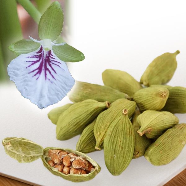 Green Cardamom plants for sale