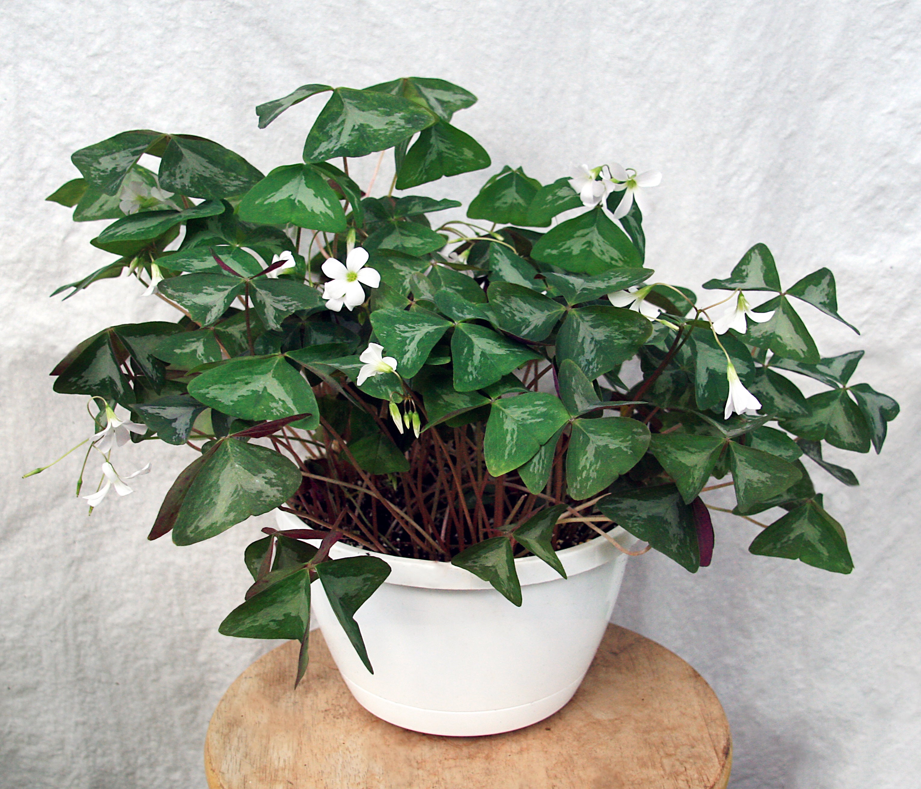 Variegated Green Shamrock Plant (Oxalis triangularis)