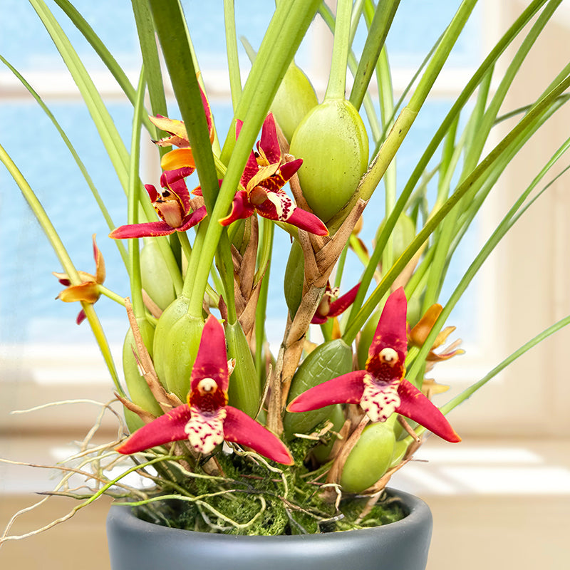 Coconut Orchid ‘Green Valley’