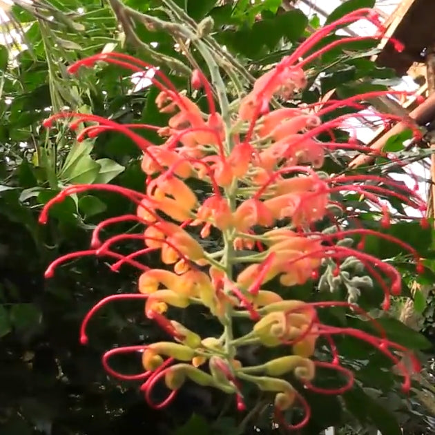 Grevillea 'Robyn Gordon' For Sale – Logee's Plants
