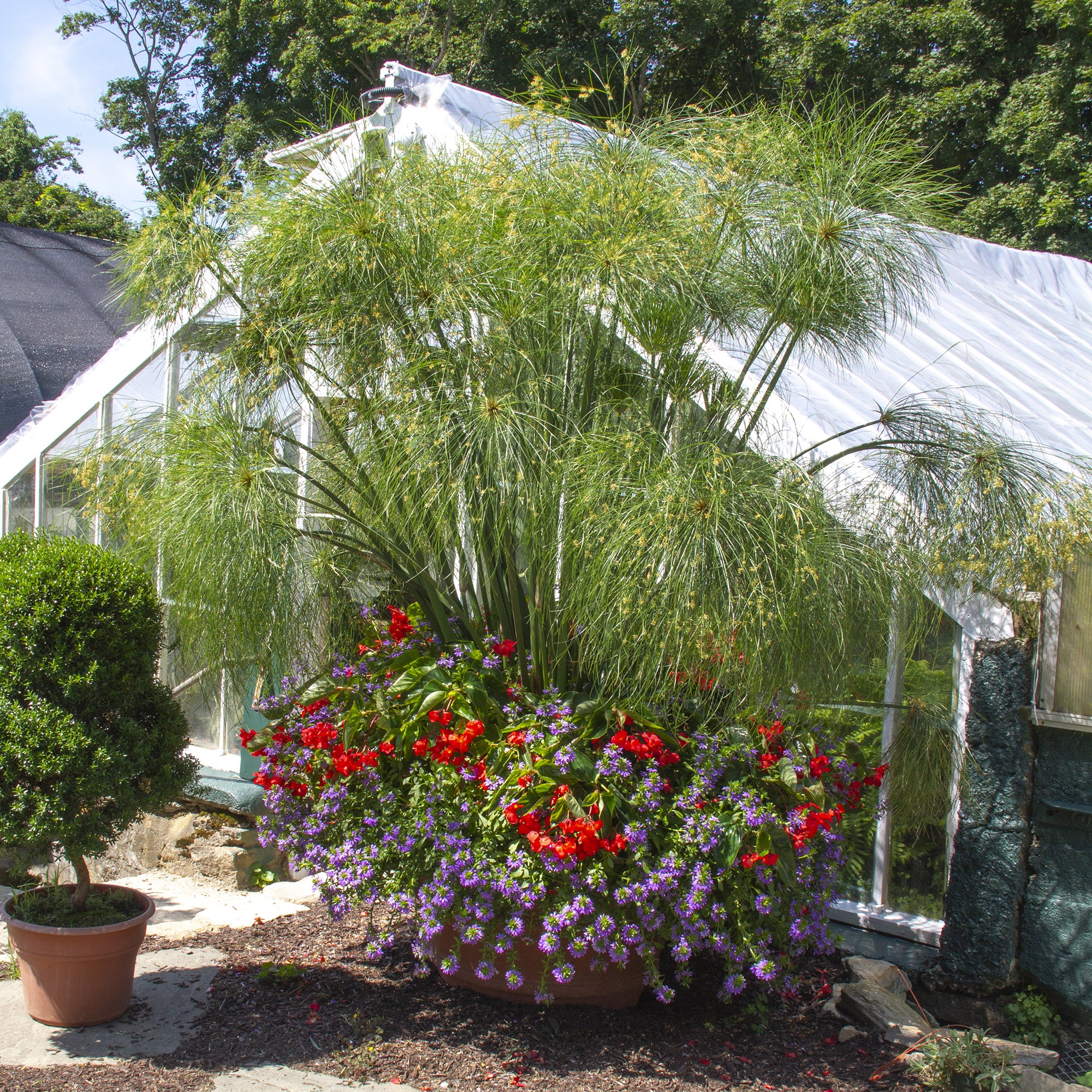 potted papyrus plant Paper Plant 4" For Sale – Logee's Plants