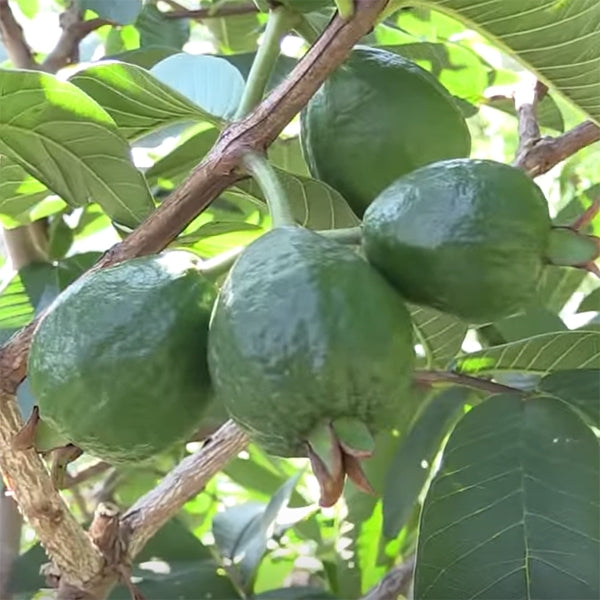 Guava Tree ‘Ruby Supreme’ (Psidium guajava) - Thumbnail 2