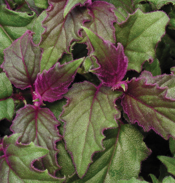 Purple Passion Vine (Gynura sarmentosa)