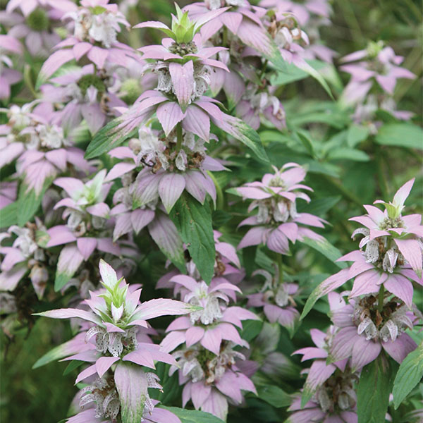 Spotted Beebalm (Monarda punctata ‘Leu’)