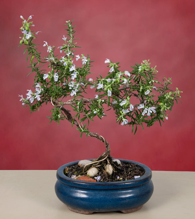 Rosemary Bonsai (Rosemary prostratus)