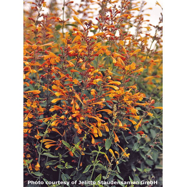 Agastache ‘Apricot Sprite’ (Agastache aurantiaca hybrid)