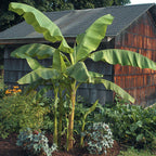 Hardy Banana Plant - potted plants for sale