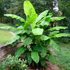 Hardy Banana Plant (Musa basjoo)
