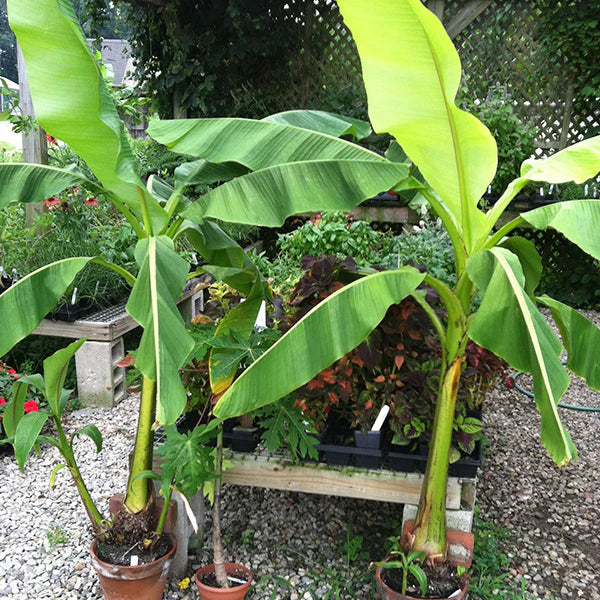 japanese banana plant indoor Hardy Banana Plant For Sale – Logee's Plants