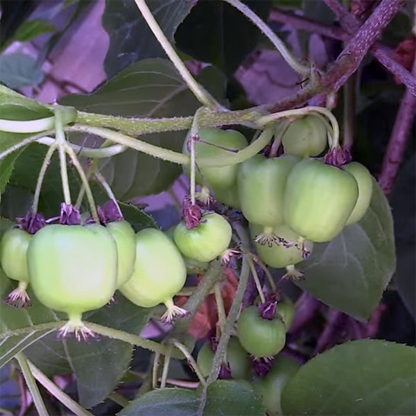Hardy Kiwi Vine 'Ken's Red' For Sale – Logee's Plants
