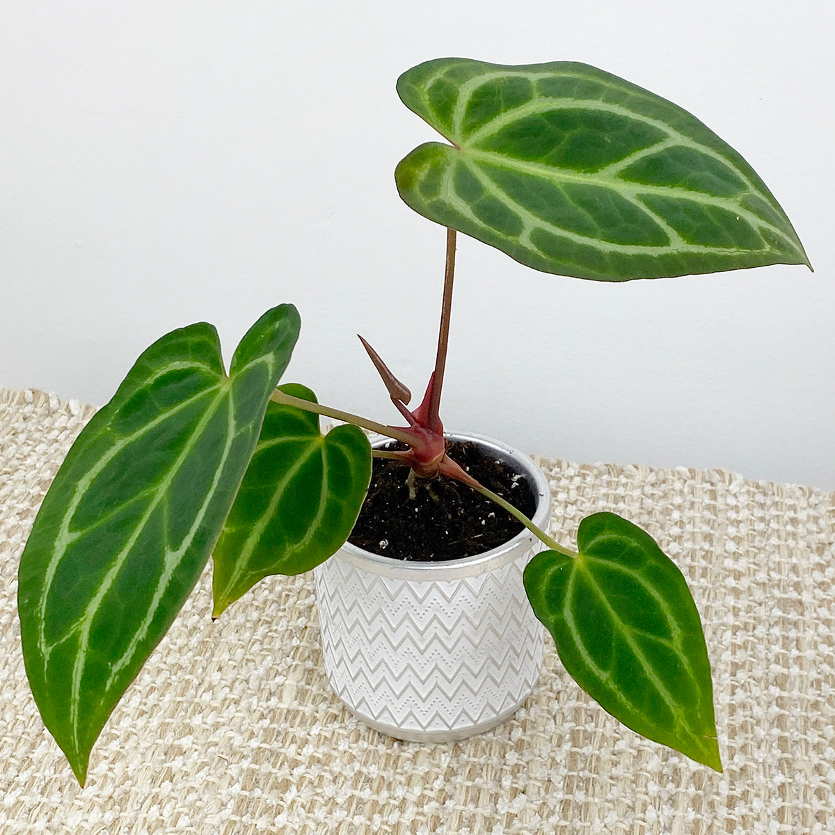 Hawaiian Anthurium (Anthurium hybrid)