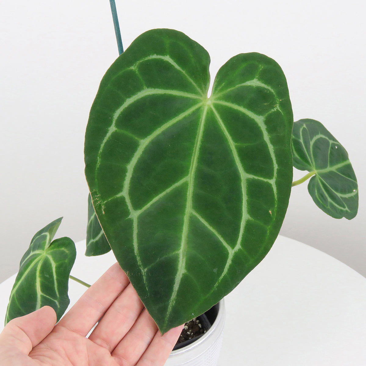 Hawaiian Anthurium (Anthurium hybrid)