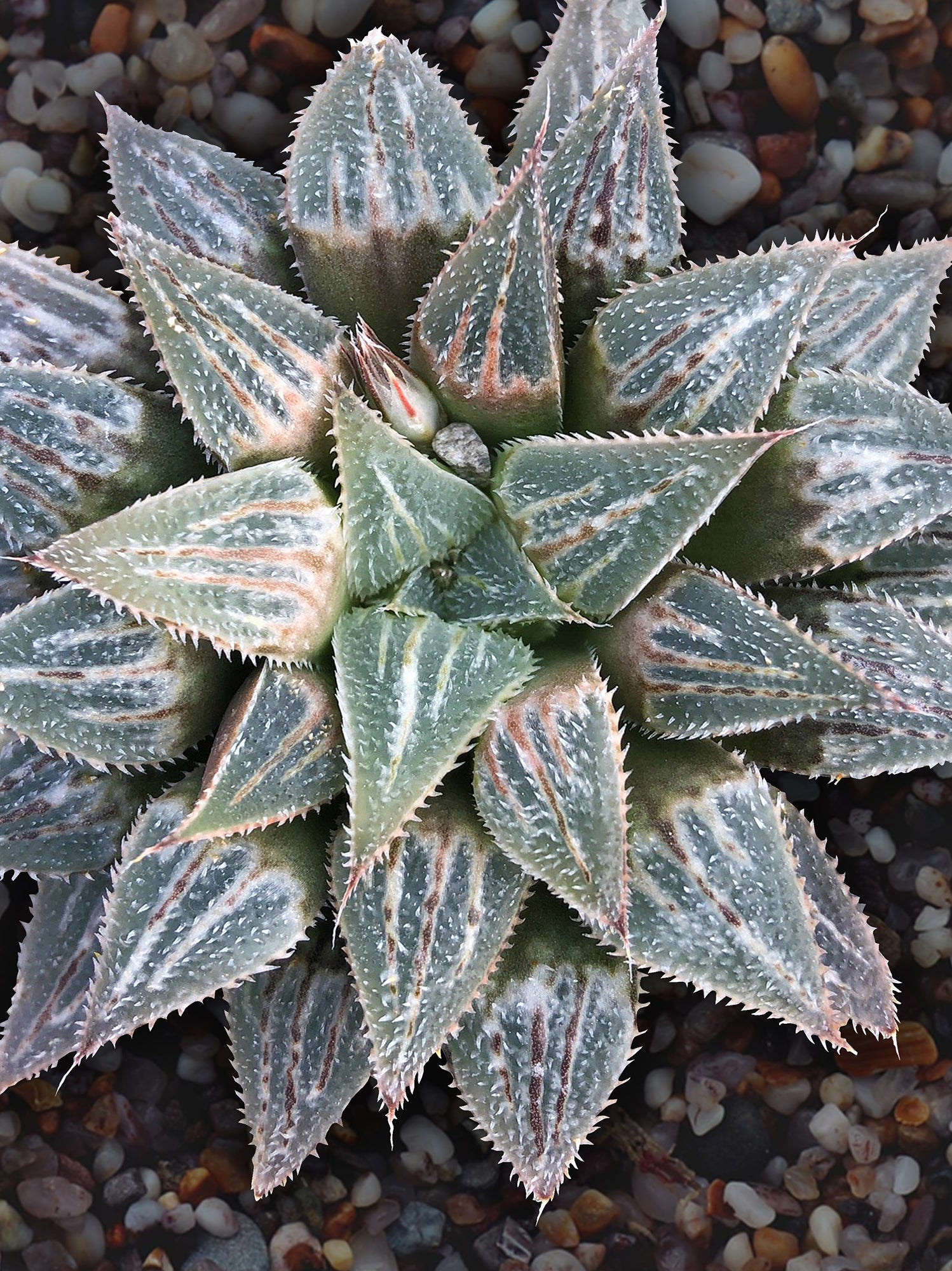 Haworthia emelyae (Haworthia emelyae)