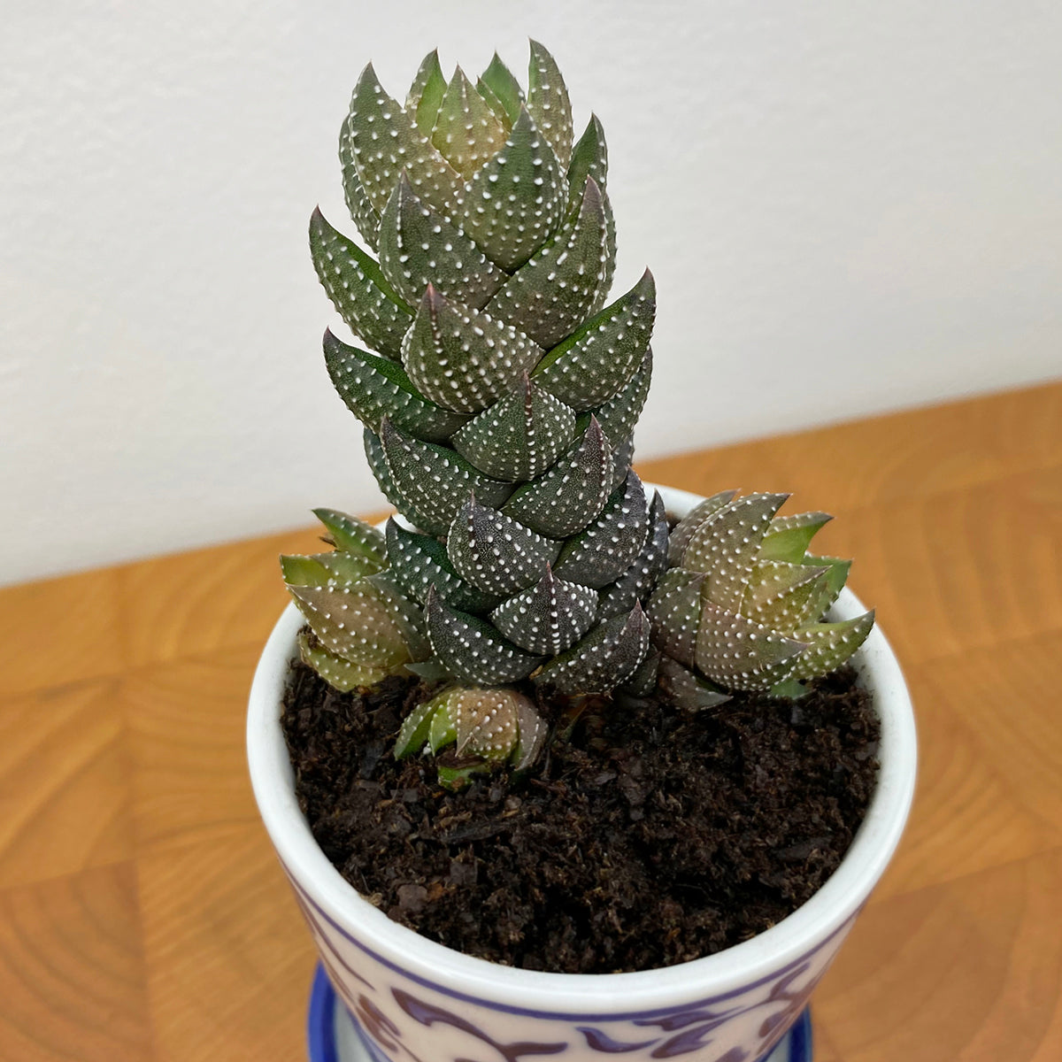 Zebra Wart Haworthia (Haworthiopsis reinwardtii)
