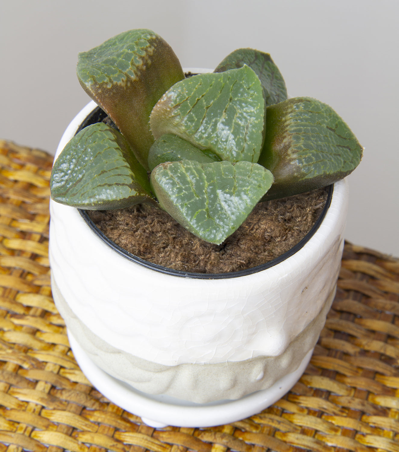 Variegated Haworthia ‘Saiko’ (Haworthia hybrid)