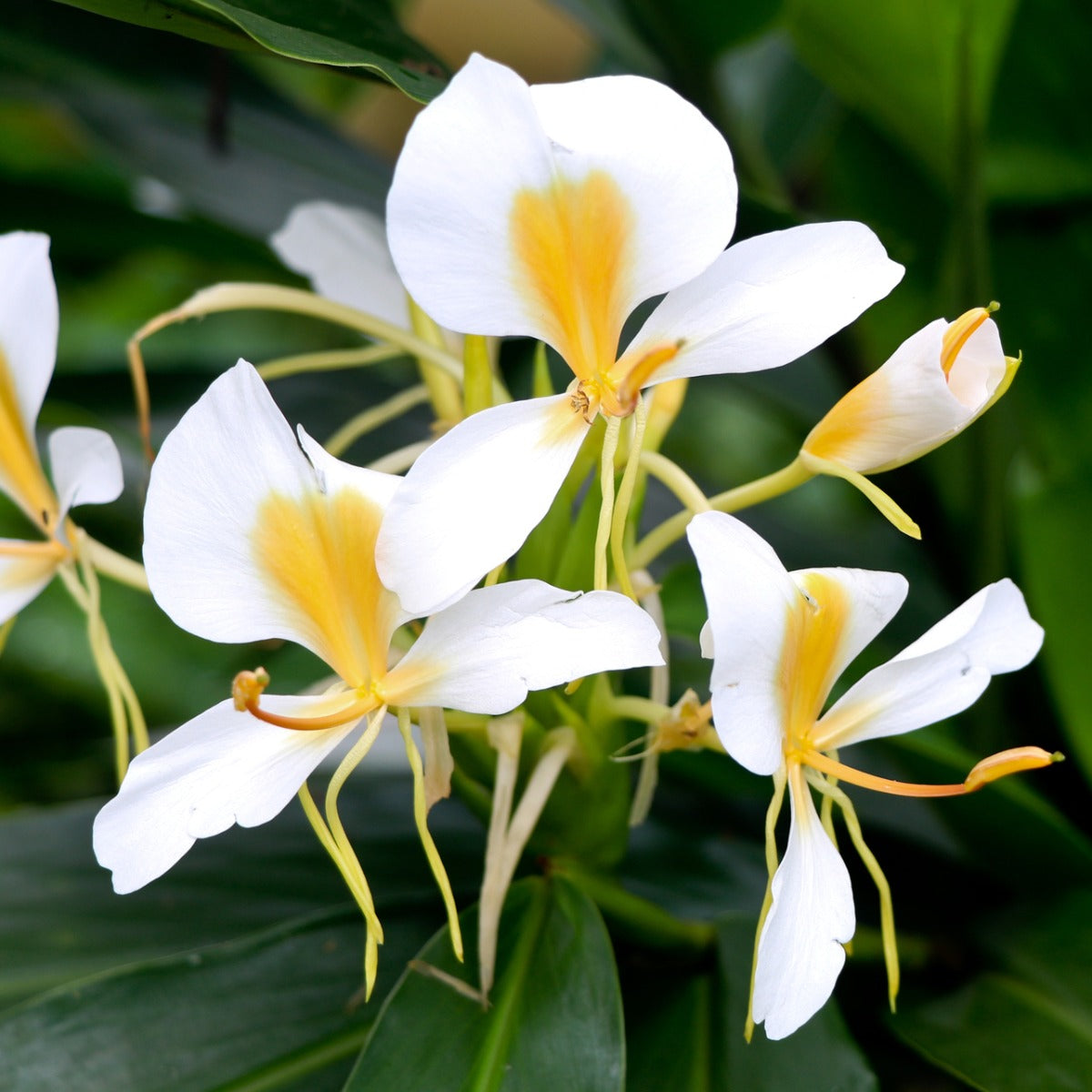 White Ginger Lily (Hedychium coronarium)