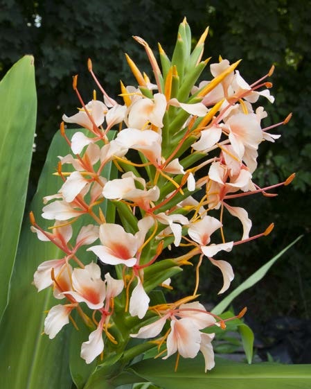 Ginger Lily 'Elizabeth' (Hedychium coronarium hybrid)