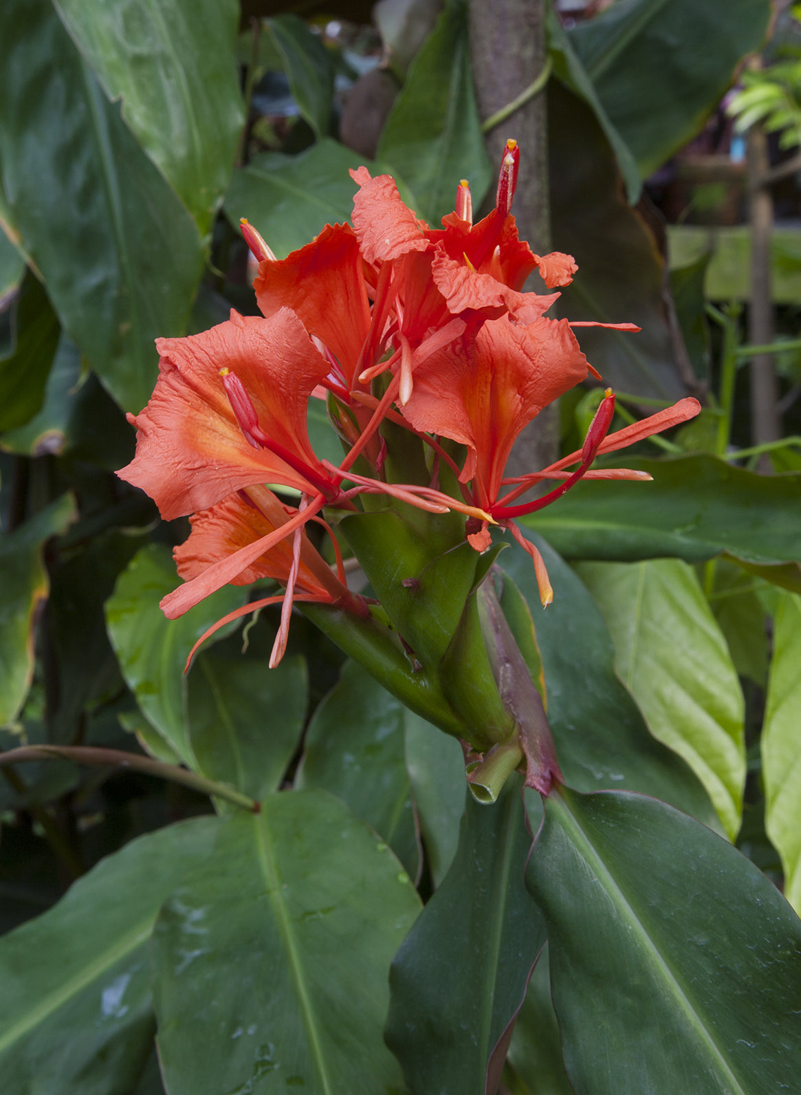 Red Butterfly Ginger (Hedychium greenii)