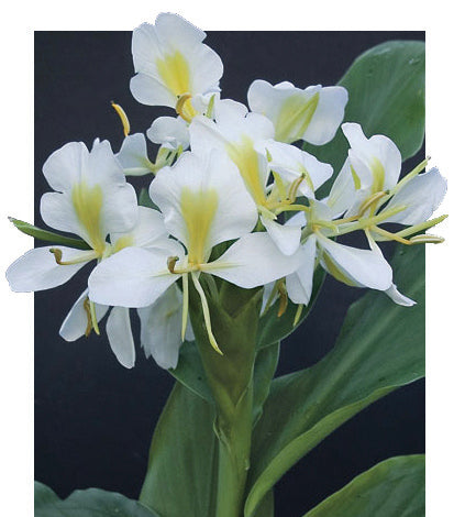 White Ginger Lily (Hedychium coronarium)