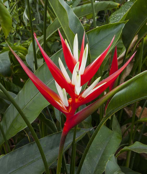Red Christmas Heliconia (Heliconia angusta 'Red Christmas')